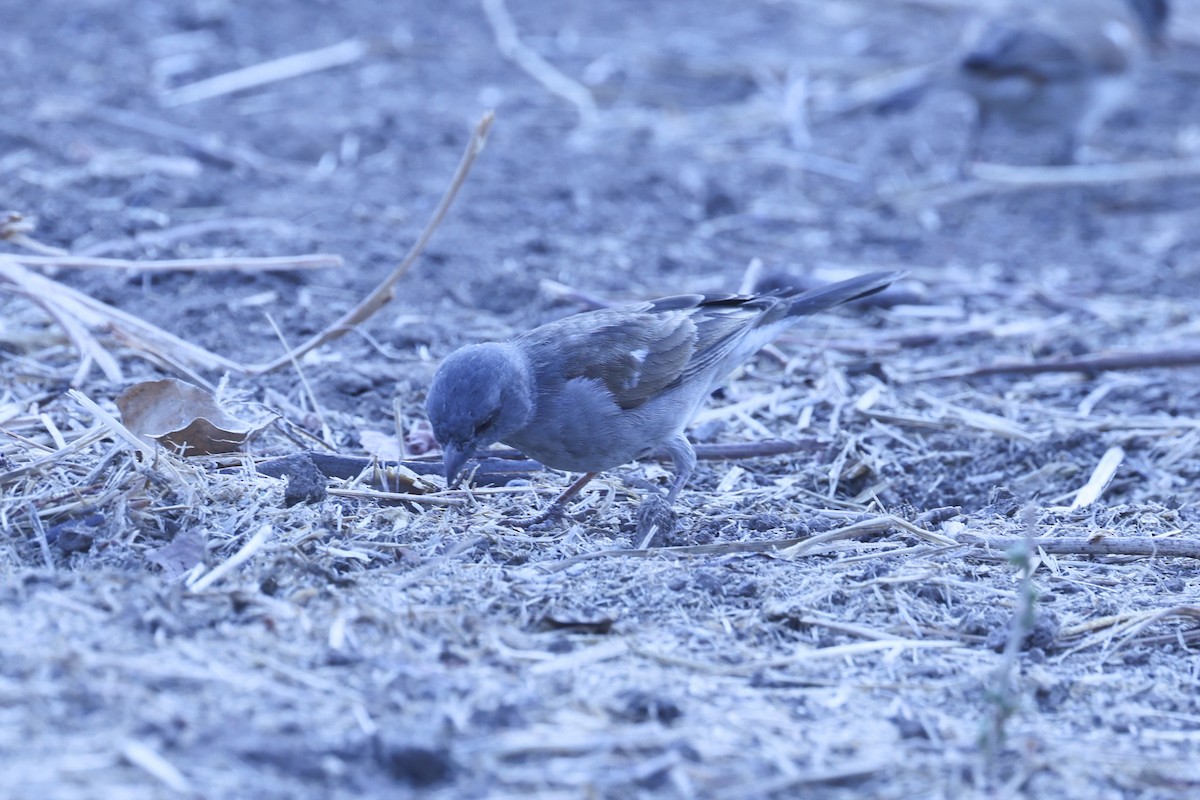 Southern Gray-headed Sparrow - ML647082916