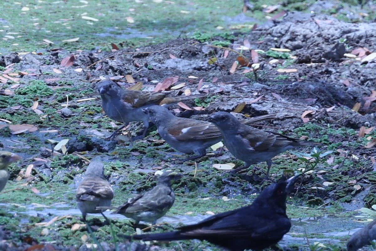 Southern Gray-headed Sparrow - ML647082917