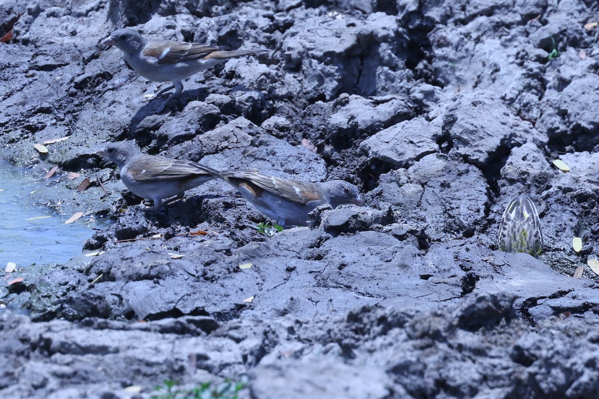 Southern Gray-headed Sparrow - ML647082918