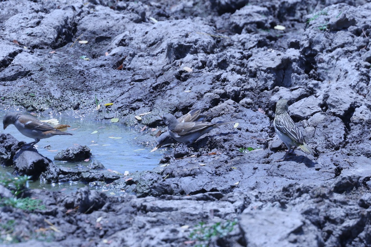 Southern Gray-headed Sparrow - ML647082919