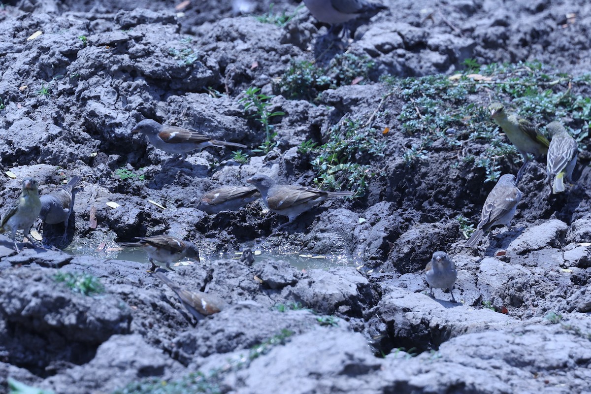 Southern Gray-headed Sparrow - ML647082920