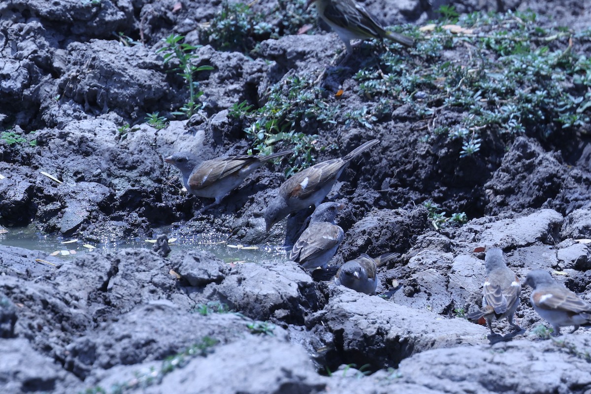Southern Gray-headed Sparrow - ML647082921