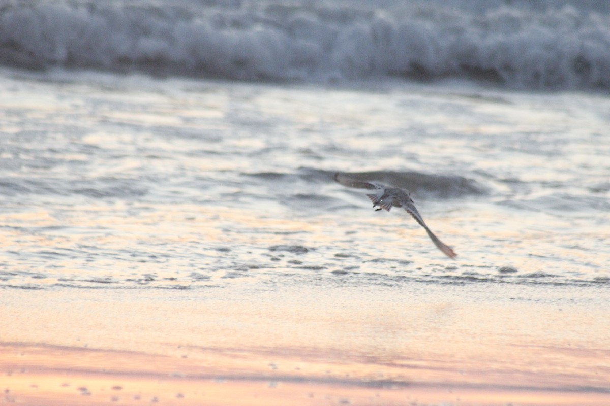 Гурвалж элсэг - ML647082928