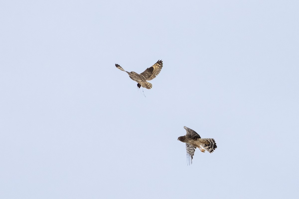 Short-eared Owl - ML647082938