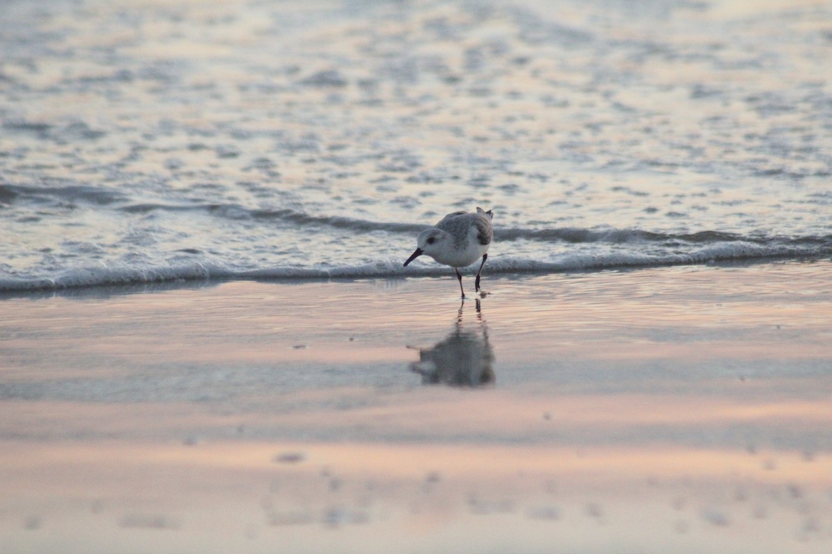 Гурвалж элсэг - ML647082946