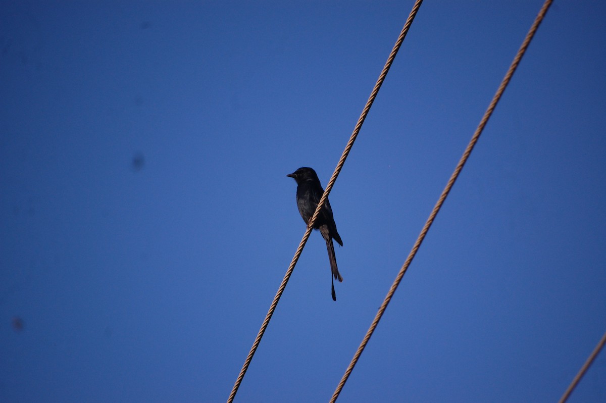 Black Drongo - ML647082948