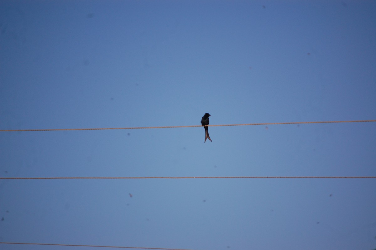 Black Drongo - ML647082949