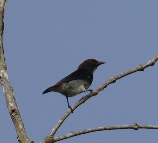 Scarlet-backed Flowerpecker - ML647082953