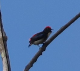 Scarlet-backed Flowerpecker - ML647082954