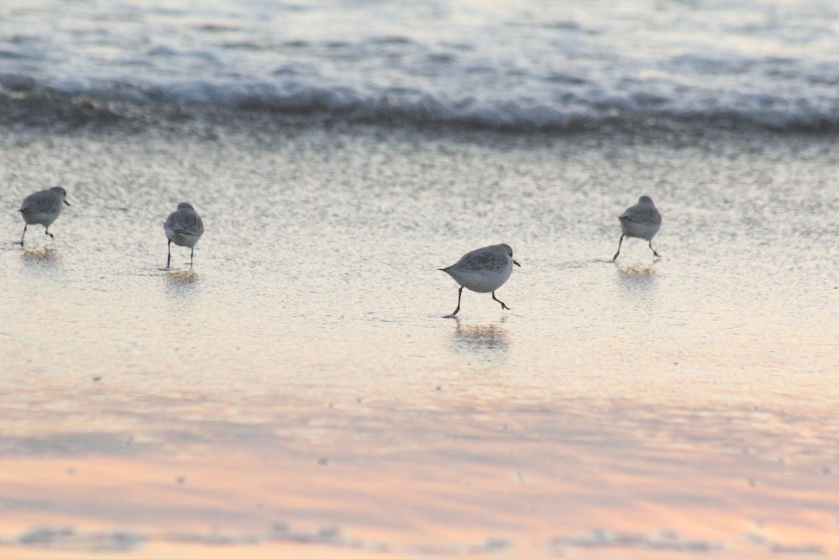 Гурвалж элсэг - ML647082959