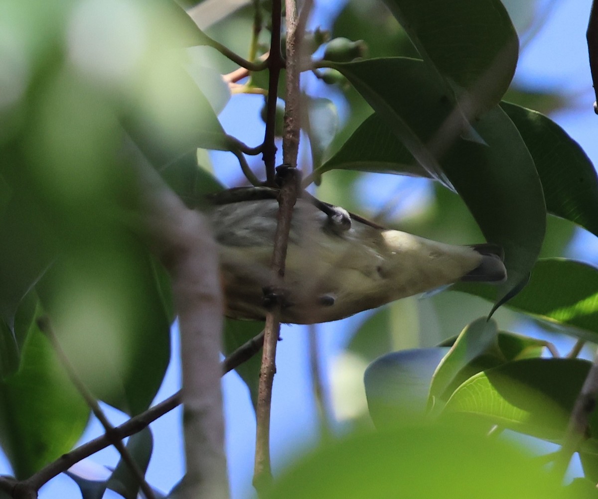 Thick-billed Flowerpecker - ML647082964