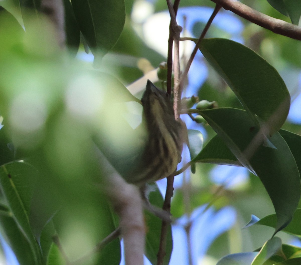Thick-billed Flowerpecker - ML647082965