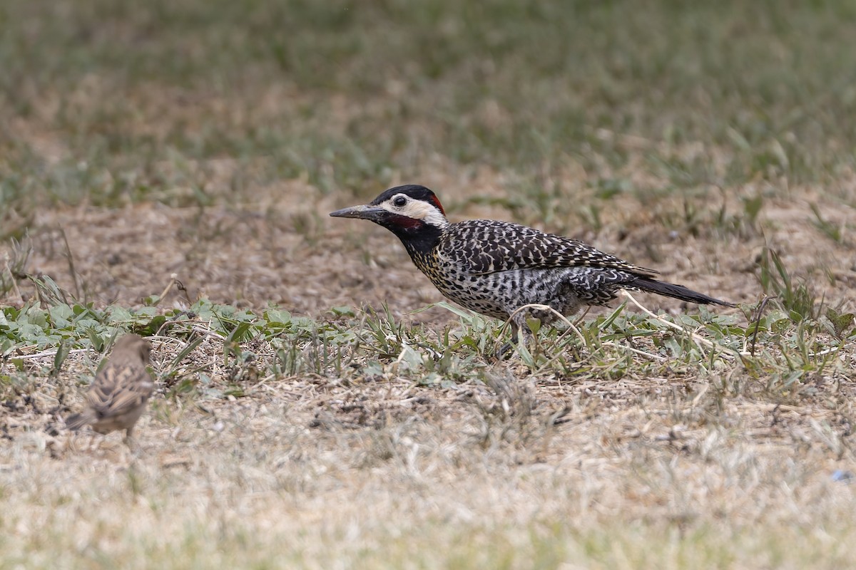 Декол плямистоволий - ML647082982