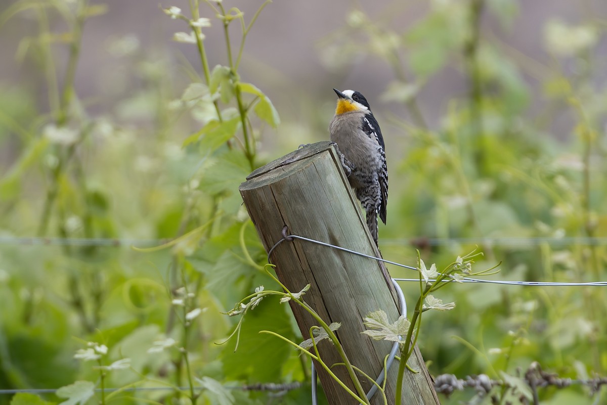 White-fronted Woodpecker - ML647082985