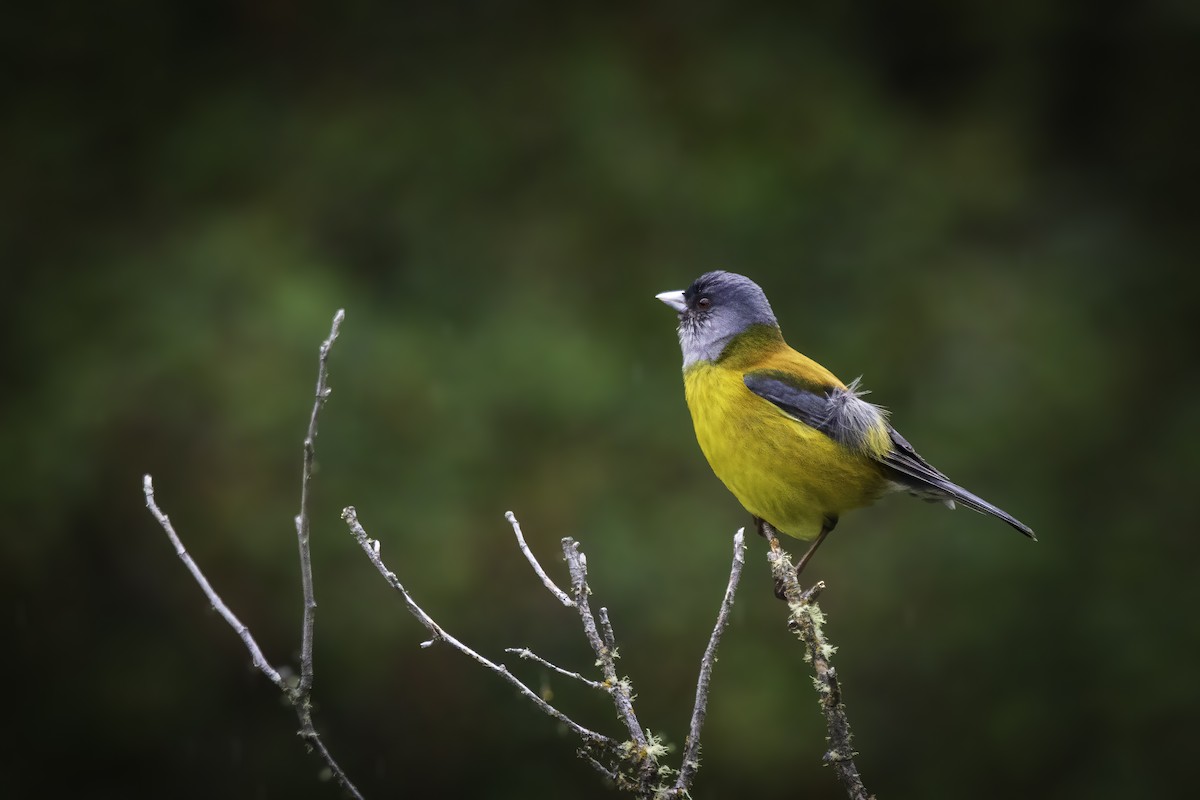Patagonian Sierra Finch - ML647082987