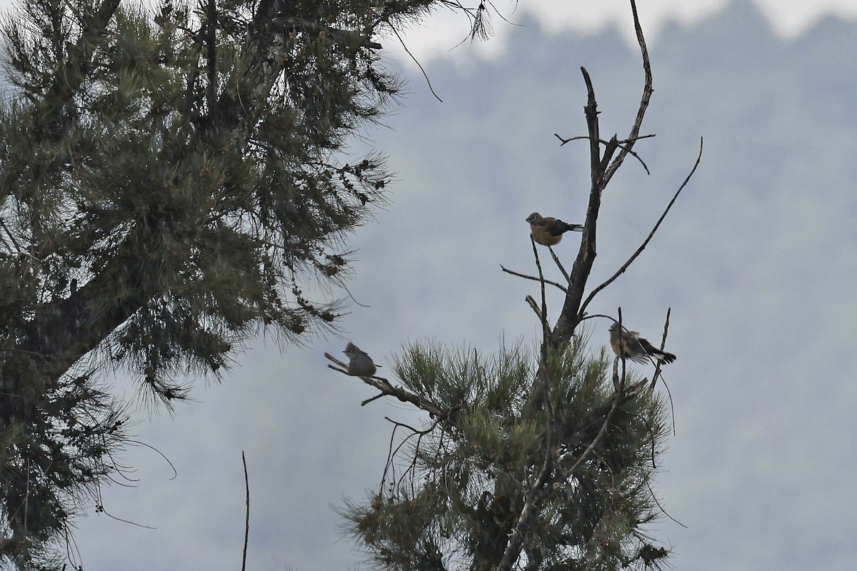 Gray Silky-flycatcher - ML647082988