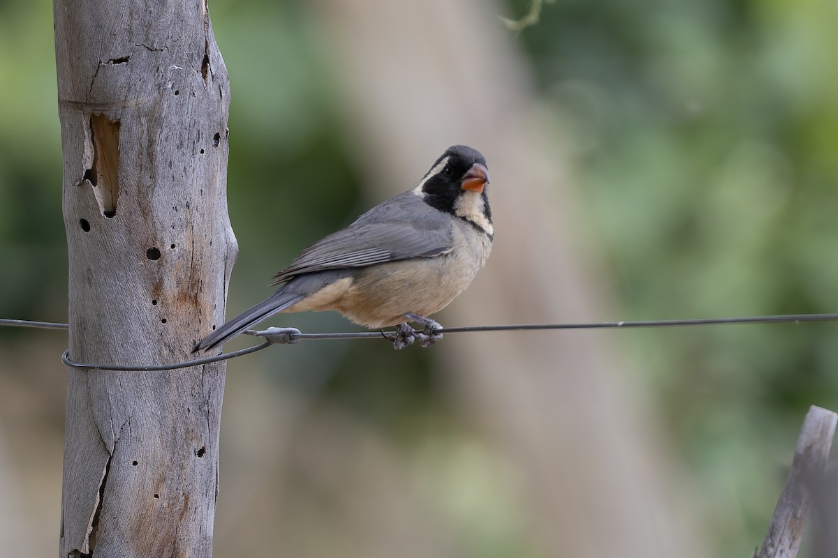 oransjenebbsaltator - ML647082990