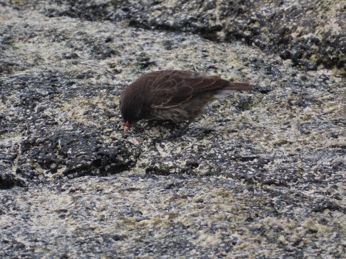 Small Ground-Finch - ML647082995