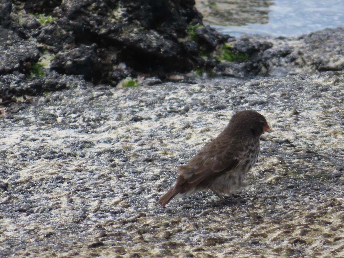Small Ground-Finch - ML647082996