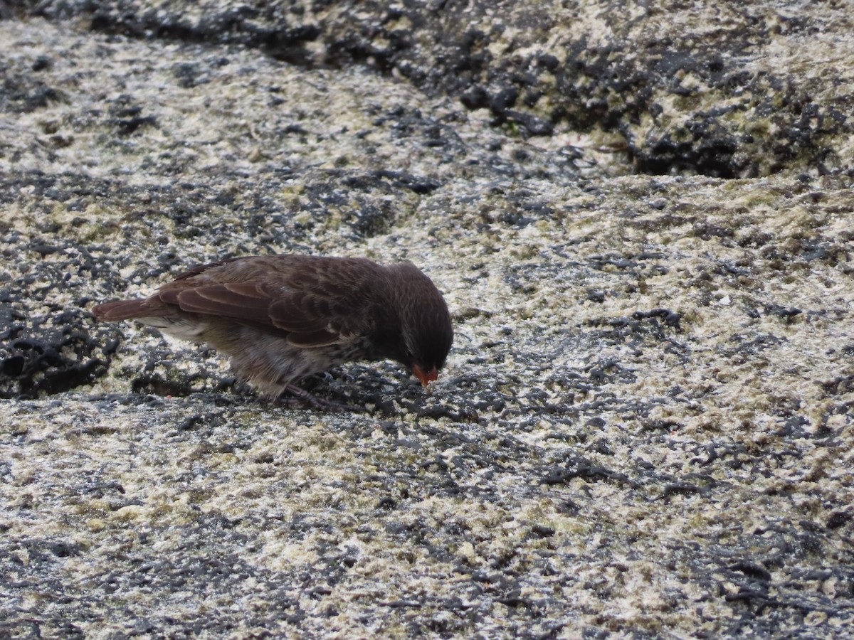 Small Ground-Finch - ML647082997