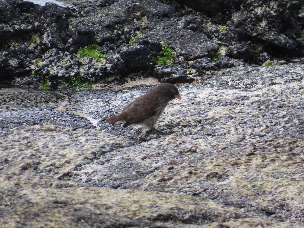 Small Ground-Finch - ML647082998