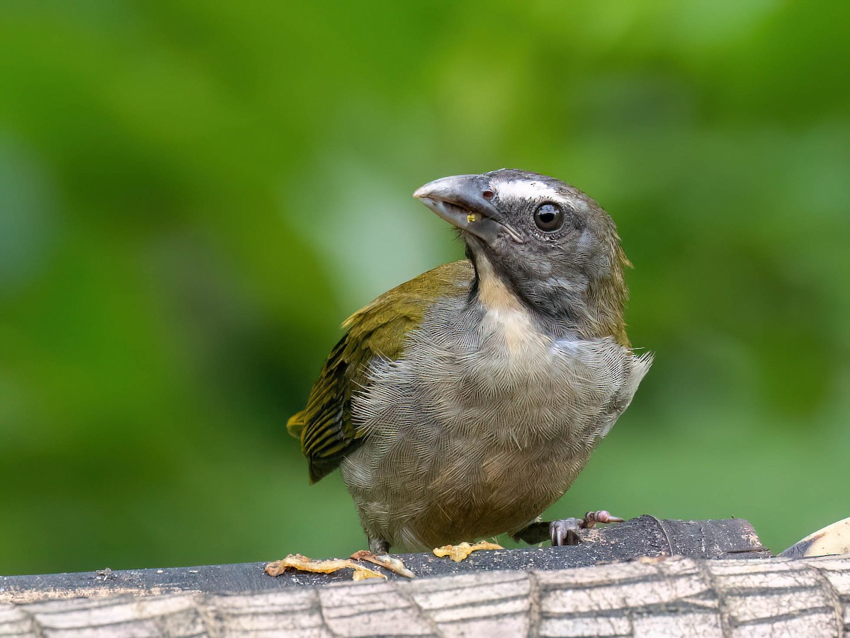 Buff-throated Saltator - ML647083002