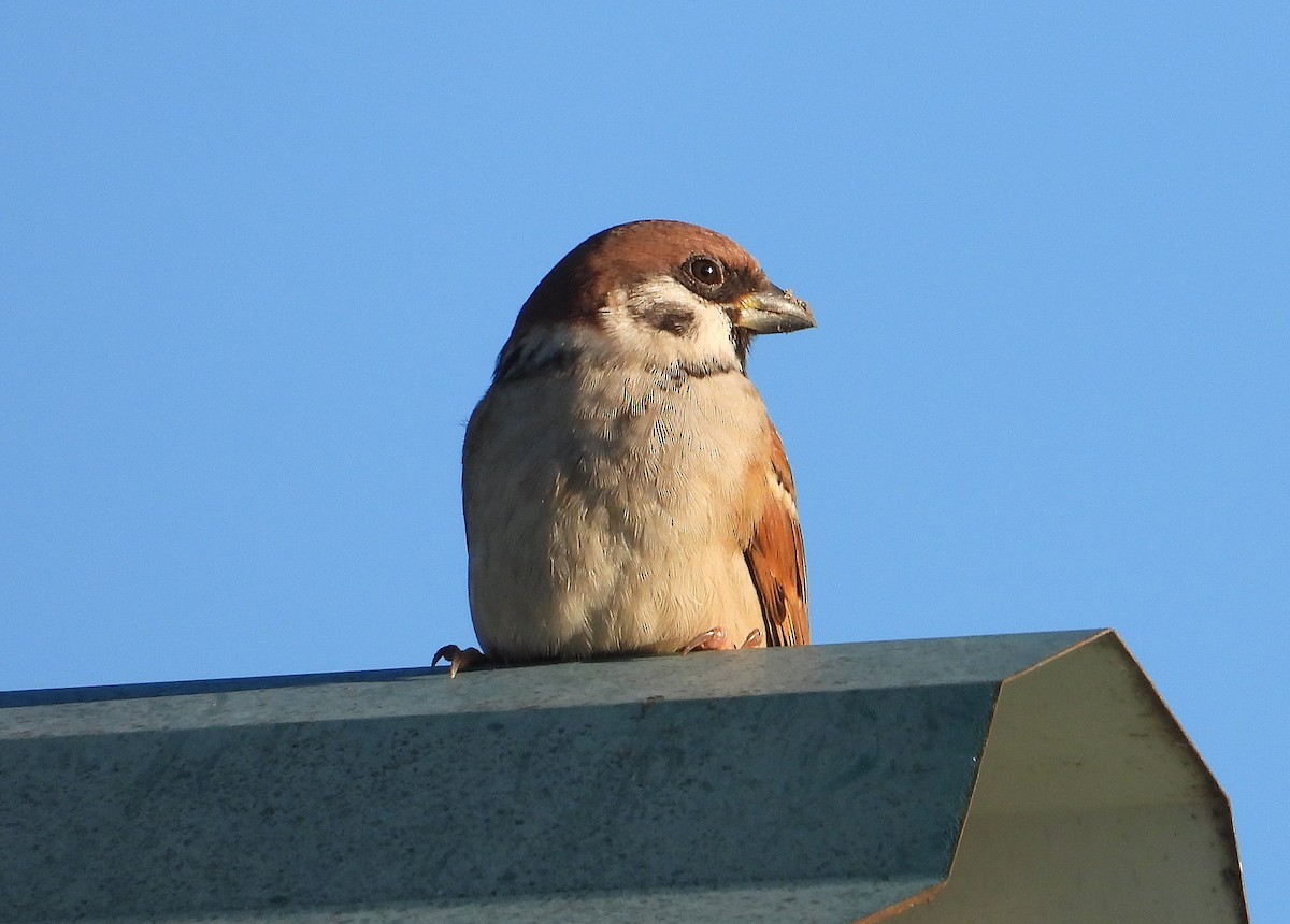 Landa-txolarrea - ML647083003