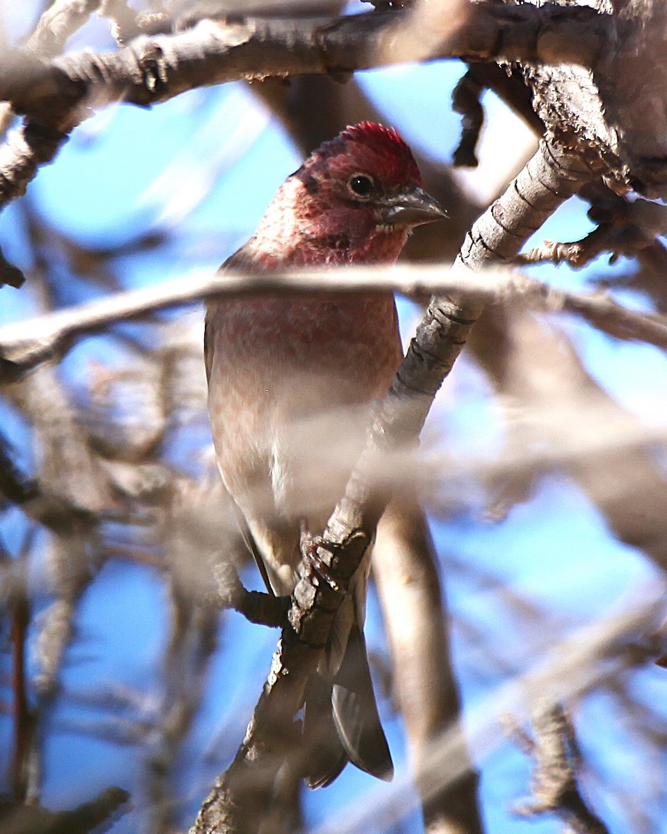 ズアカマシコ - ML647083005