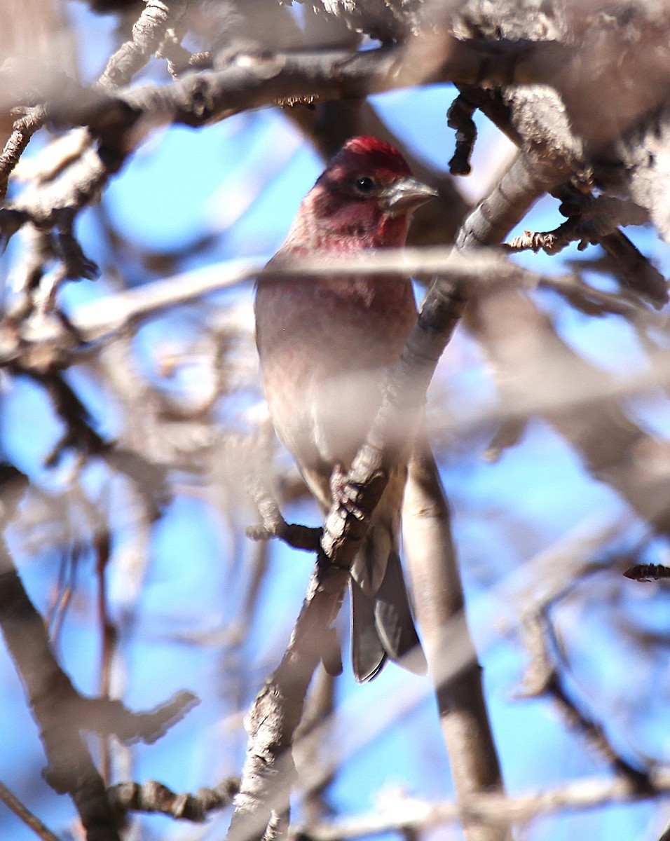 ズアカマシコ - ML647083006