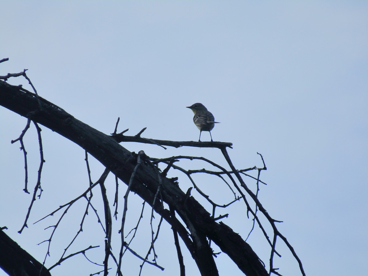 Yellow-rumped Warbler - ML647083007