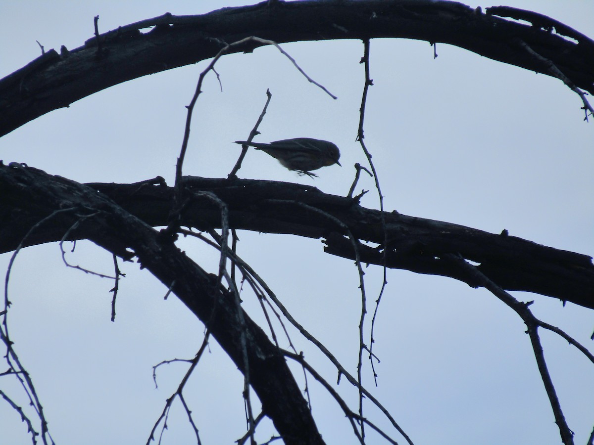 Yellow-rumped Warbler - ML647083008