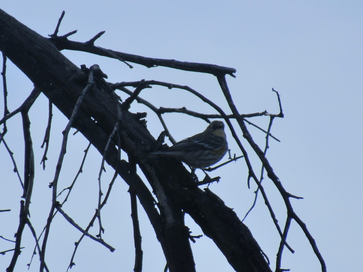 Yellow-rumped Warbler - ML647083009