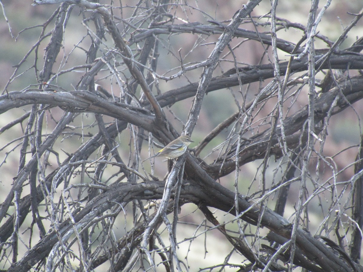 Yellow-rumped Warbler - ML647083010