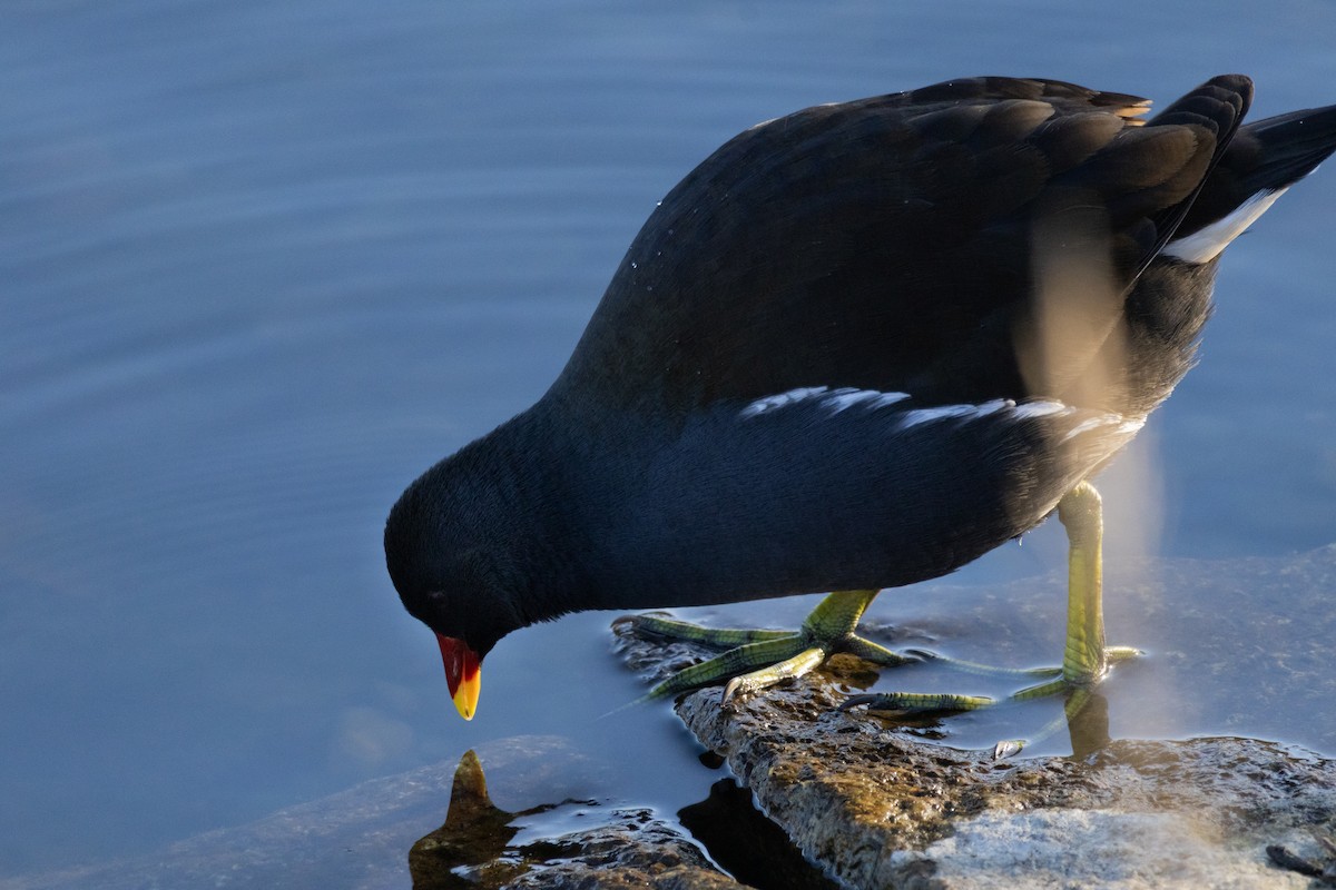 Uroilo arrunta - ML647083011