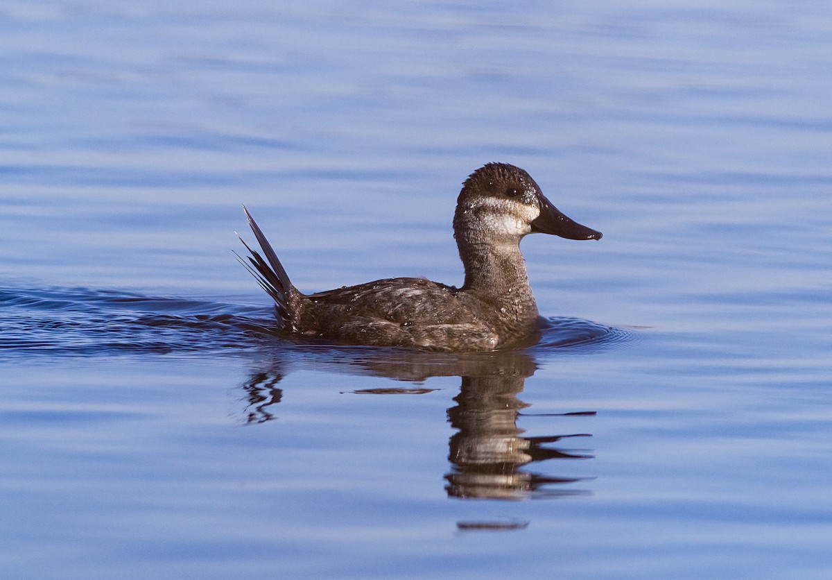 Ahate herdoiltsua - ML647083012