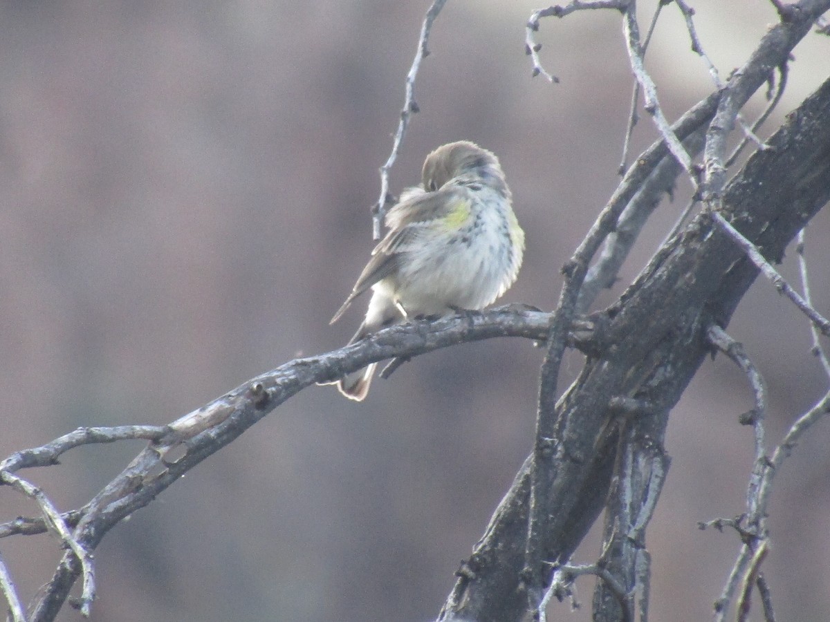 Yellow-rumped Warbler - ML647083013