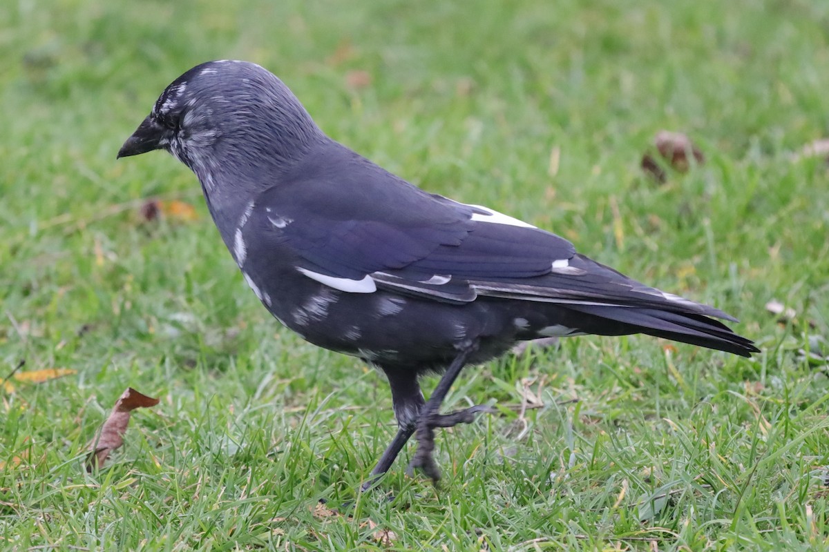 Belatxiki arrunta - ML647083014