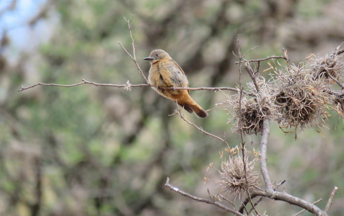 Cliff Flycatcher - ML647083016