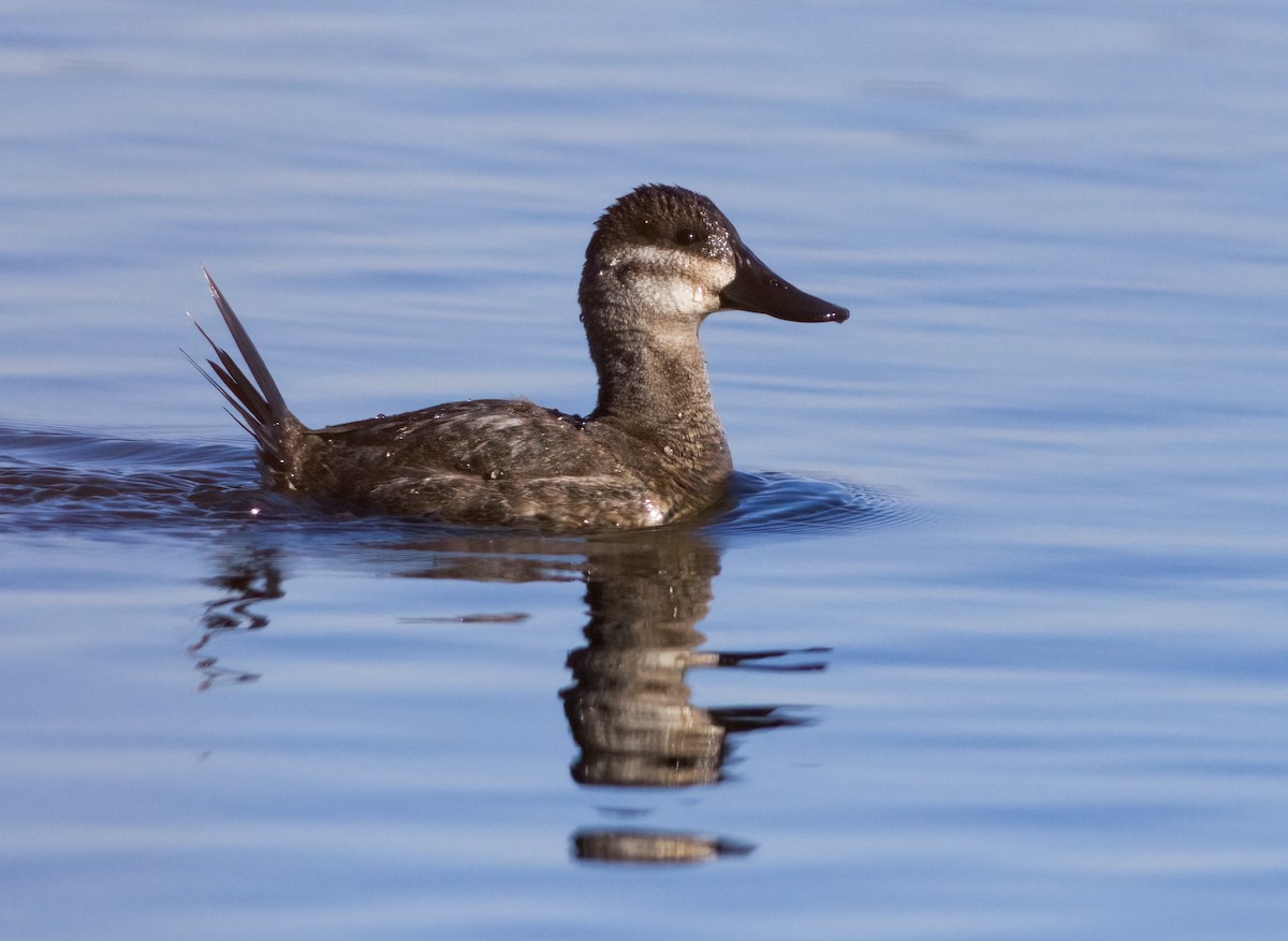 Ahate herdoiltsua - ML647083018