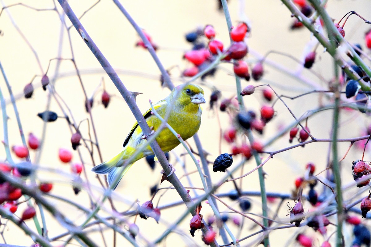 Txorru arrunta - ML647083019