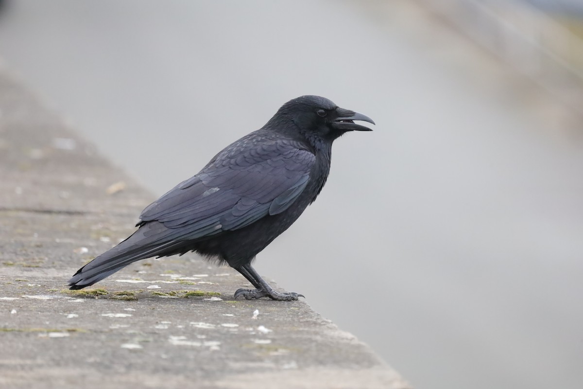 Belabeltza - ML647083022