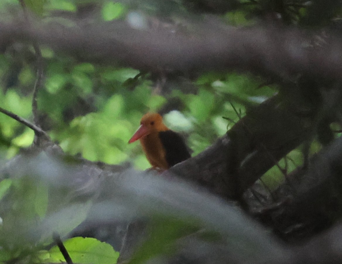 Brown-winged Kingfisher - ML647083023