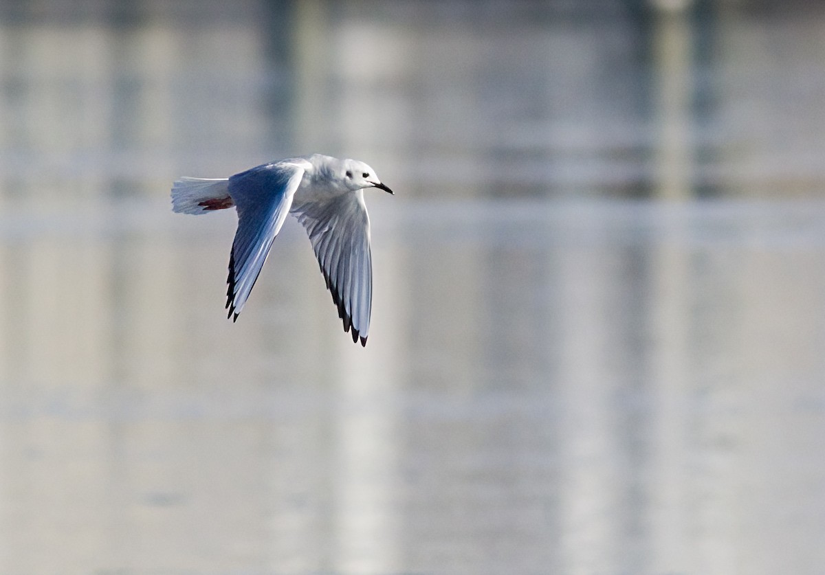 Bonaparte antxeta - ML647083024