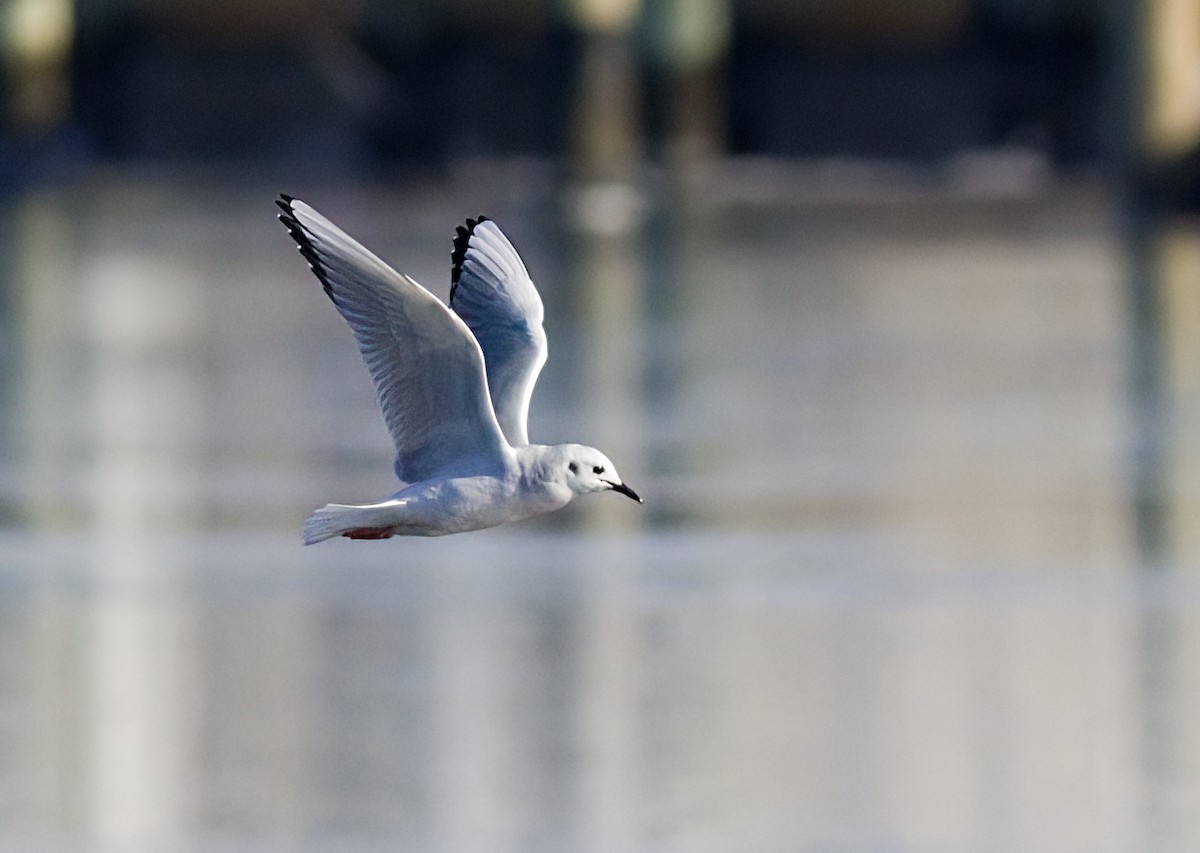 Bonaparte antxeta - ML647083025