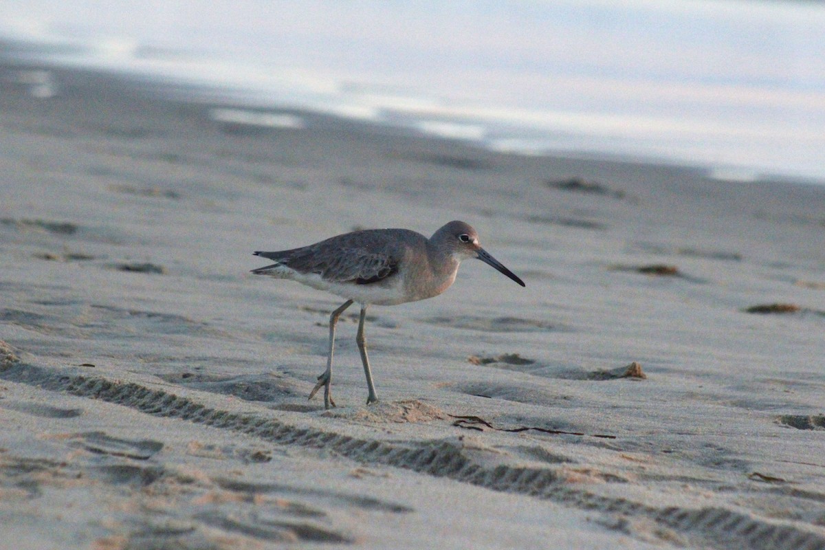 Kuliska erdipalmatua - ML647083026