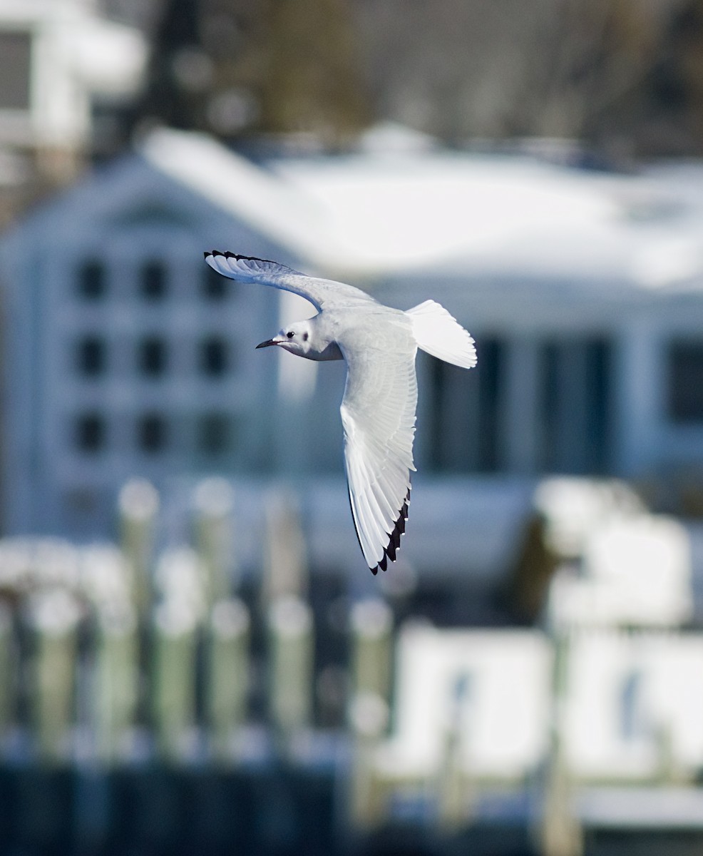 Bonaparte antxeta - ML647083027