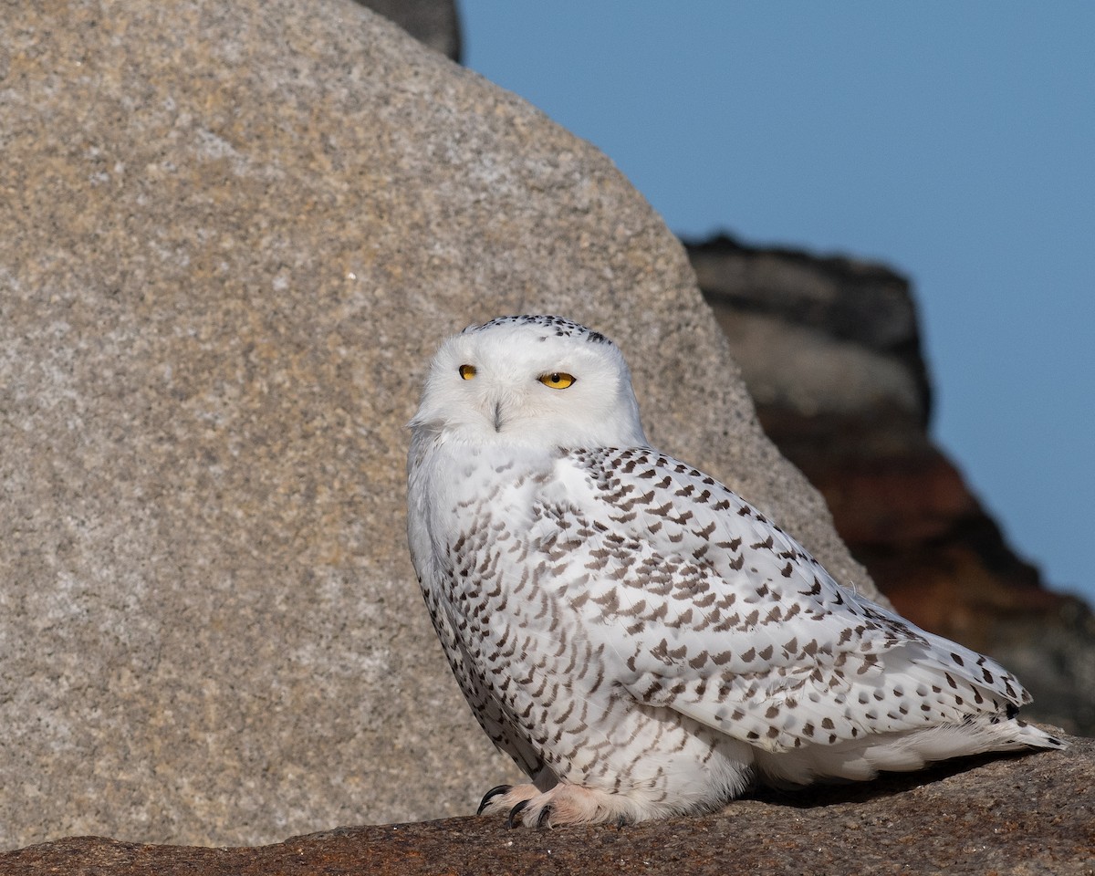 Elur-hontza - ML647083028