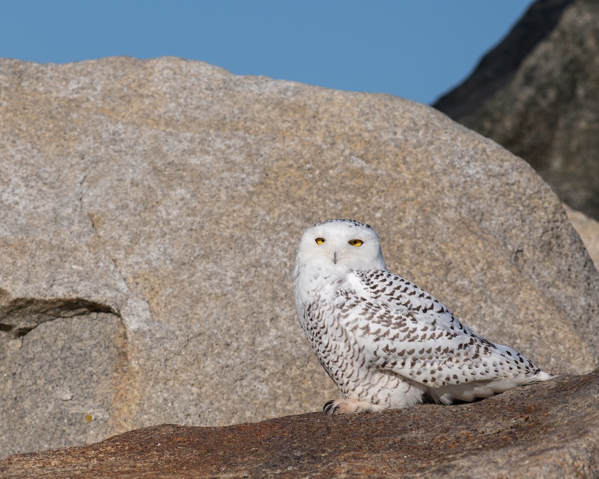 Snowy Owl - ML647083029