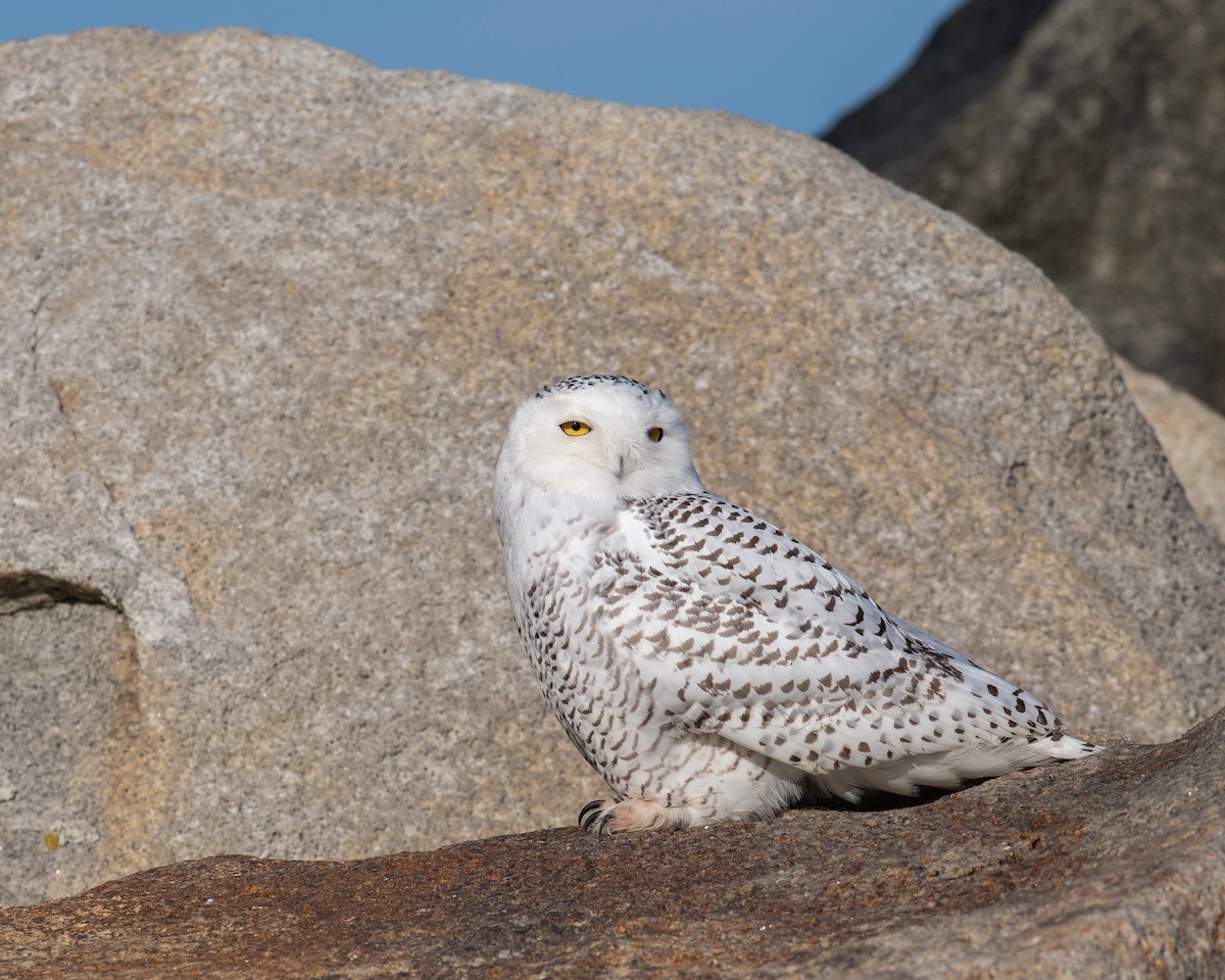 Snowy Owl - ML647083030