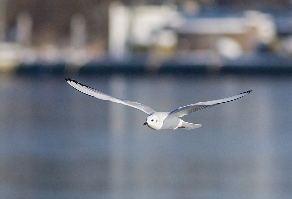 Bonaparte antxeta - ML647083031